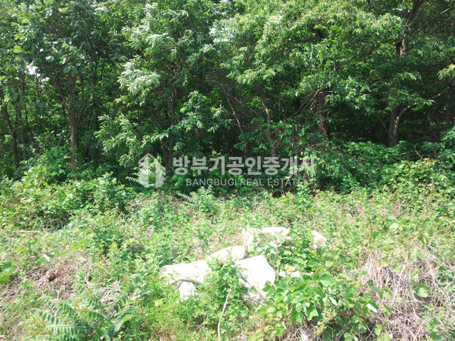 경기 양평군 지평면 망미리 평당54만 200평이상 분할매매가능한 토지매매 매매 매물번호 14815 사진 19